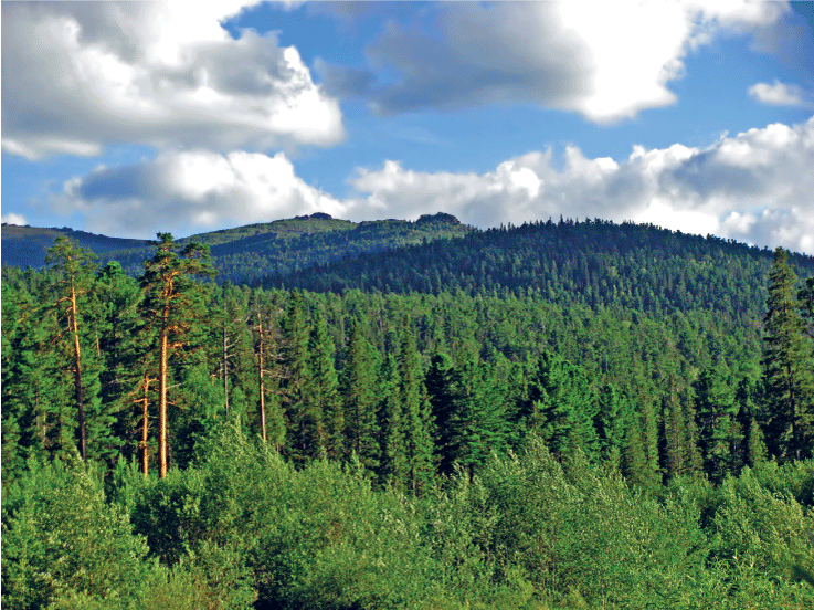 Figur 4.4 Skogen har eit stort CO2-opptak.
