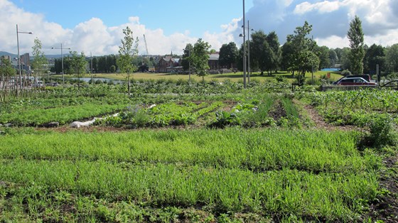 Urbant landbruk gjør byer grønnere