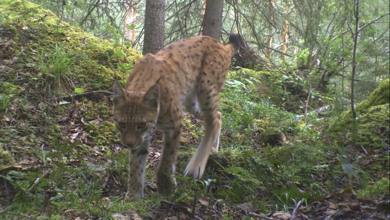 Gaupe fotografert med viltkamera