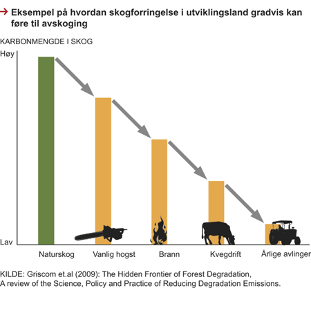 Figur 3.8 Eksempel på hvordan skogforringelse i utviklingsland gradvis kan føre til avskoging