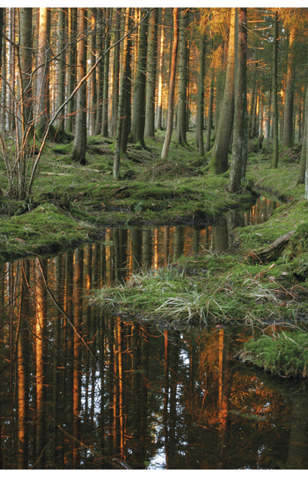 Figur 9.1 Skog og skogforvaltning kan bidra til reduserte klimagassutslipp