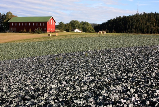 Arealene til grønnsaker og bær har økt med over 60 prosent i Buskerud de siste årene. 