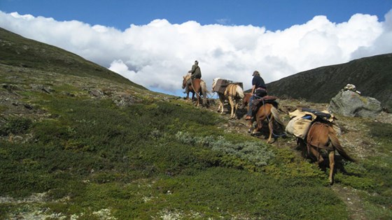 Kvistli Islandshester tilbyr alt fra halvdagsturer til ukelange rideferier, hvor du får sett naturen fra hesteryggen