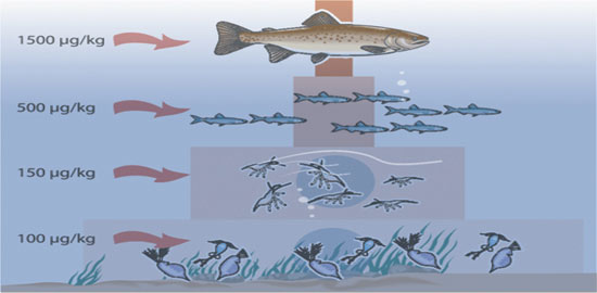 Figure 2.5 Accumulation of organic mercury compounds in the food chain