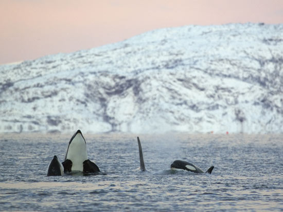 Figure 4.1 Long-range transboundary pollution affects top predators like
 these killer whales