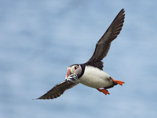 Figure 4.4 Persistent organic pollutants accumulate in food chains. Puffin
 photographed in the Lofoten Islands.