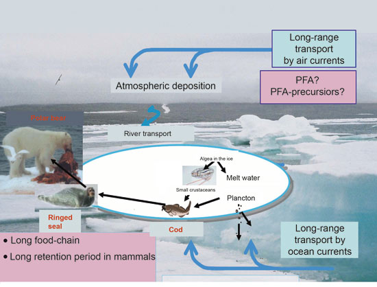Figure 6.3 Transport of perfluoroalkyl acids and their accumulation in
 Arctic food chains