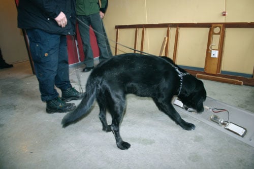 Figur 11.4 Hunden Rix kan lukte seg frem til om gjenstander som innholder
 PCB