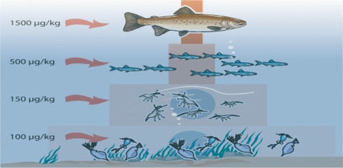 Figur 2.5 Oppkonsentrering av organisk kvikksølv i næringskjeden