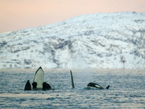 Figur 4.1 Langtransportert forurensning belaster spekkhoggere som står øverst
 i næringsskjeden