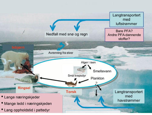 Figur 6.3 Transport og akkumulering i arktiske næringsnett av
 perfluoralkylsyrer