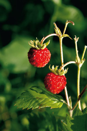 Figur 7.1 Ren natur bidrar til økt verdiskapning