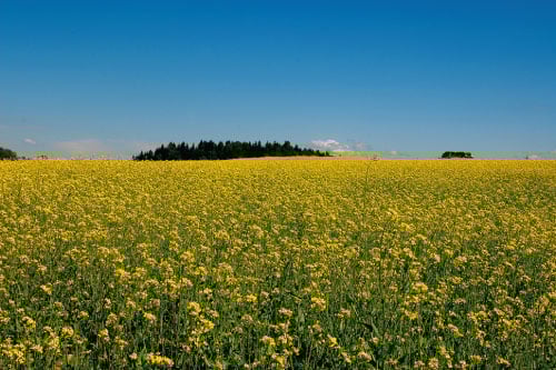 Figur 7.7 Slam fra avløpsanlegg benyttes til jordforbedring
 og gjødsling