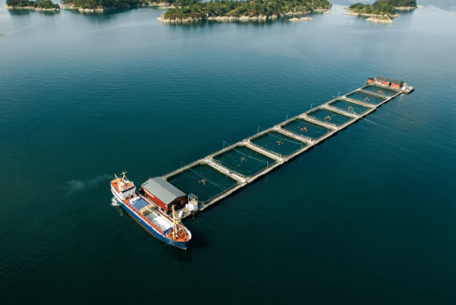 Figur 7.8 Matfiskeanlegg for laks og ørret i Austevoll
