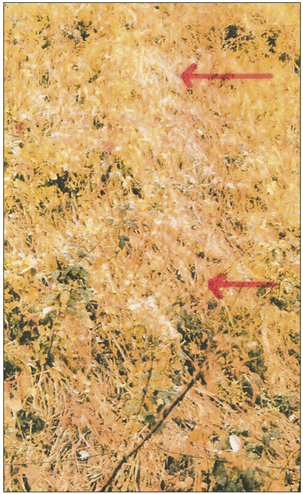 Figur 4.2 Pilene markerer legden slik den ble funnet