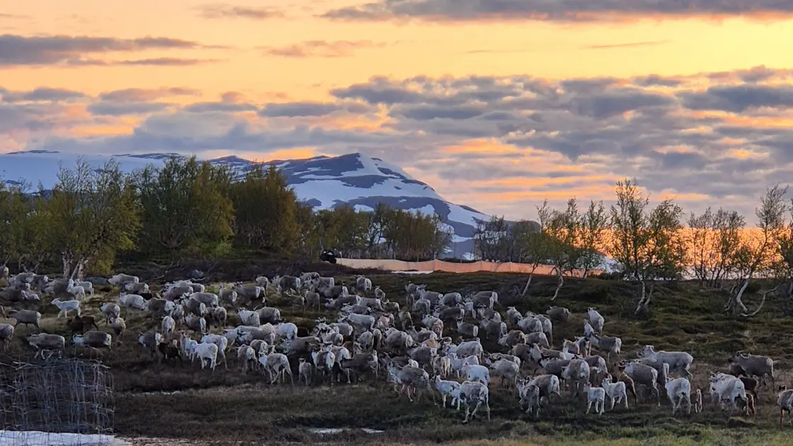 rein i solnedgang