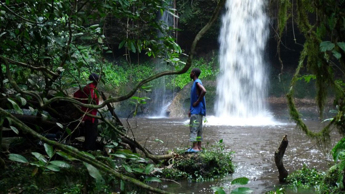 Regnskogen i den demokratiske republikken Kongo