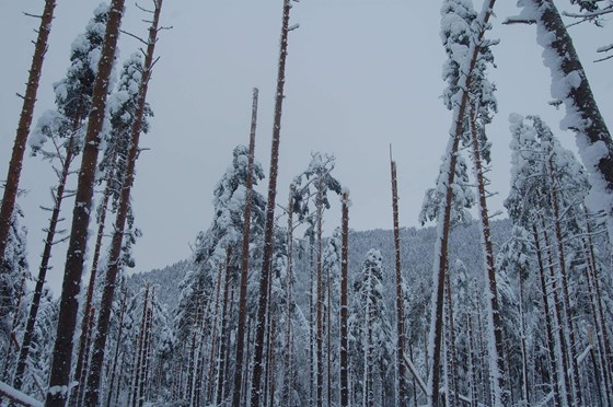 Nytynnet bestand med høy andel kvalitetsfuru i Evje og Hornnes kommune ble nærmest totalrasert av det første snøfallet i januar.