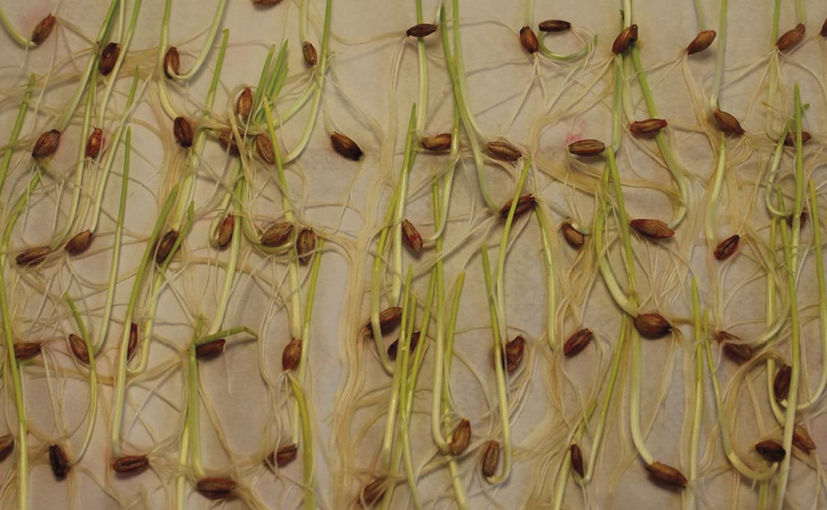 Et bilde som inneholder spire, grønnsak, plante, innendørs

KI-generert innhold kan være feil.