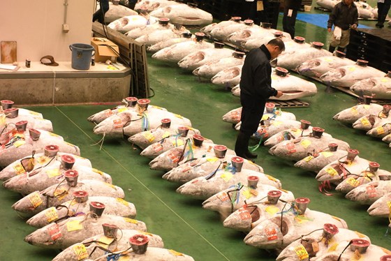 Ausjon av fisk i Japan