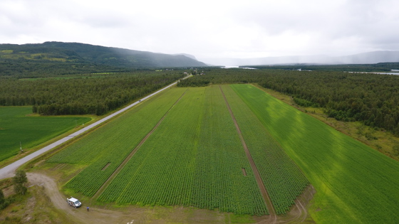 Potetdyrking i Målselv.