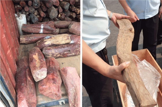 Figur 8.4 Vietnamesiske tollmyndigheter gjorde i 2019 et stort beslag av rød sandeltre (Petrocarpus santalinus) som var importert fra India. Tresorten er regulert under CITES annex 2, og er klassifisert i IUCNs rødliste som «nær truet». Vietnamesiske tollmyndi...