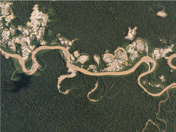 Figur 8.5 Satellittbildet viser utbredelsen av gruvevirksomhet langs en regnskogselv i Peru. Gruvedriften medfører både forurensning av vannet og avskoging i området. 
