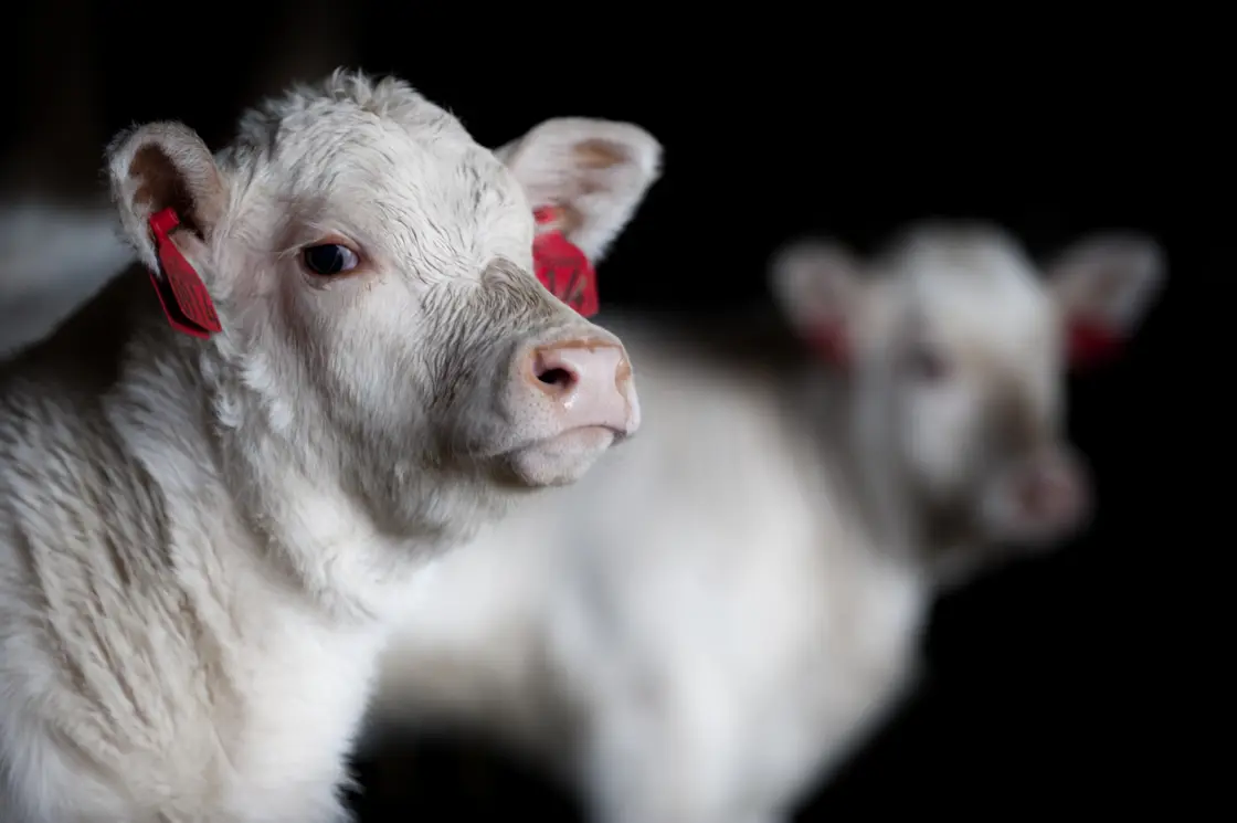 Ku charolais