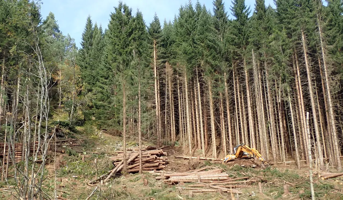 Bildetekst: Hogst av gran i bratt terreng