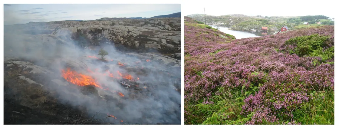 RMP og kystlynghei – brenning og blomstring.
