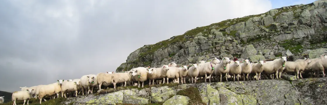 Sauer på fjellbeite.