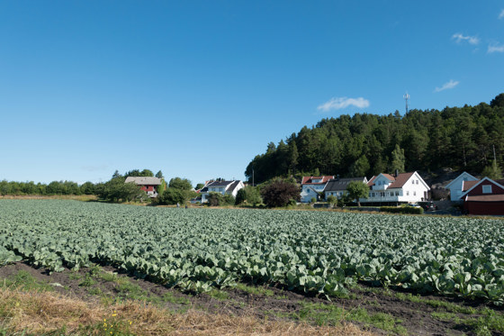 Jorde med hodekål på Krossen i Grimstad kommune. Kålen skal til konservesfabrikken Smaken av Grimstad.