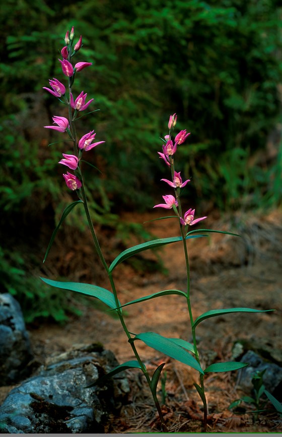 Orkidén Rød skogfrue.