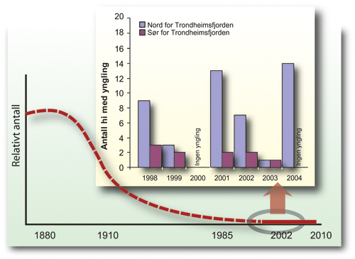 Figur 3.3 Antall hi med observerte ynglinger i perioden 1998–2004
 og antatt utvikling i fjellrevbestanden.