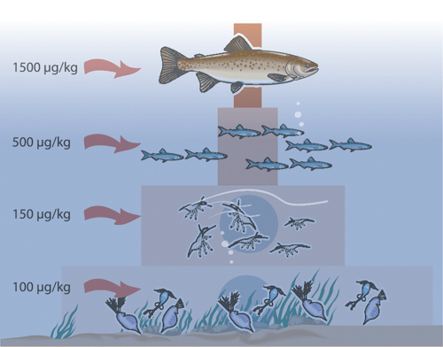Figur 7.1 Figuren illustrerer oppkonsentrering av kvikksølv
 i et skogsvann med ørret på toppen av næringskjeden.