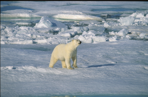 Figur 7.10 PCB truer isbjørn