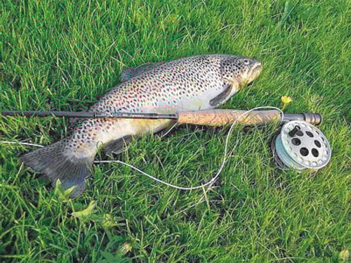 Figur 7.11 Høye verdier av den bromerte flammehemmeren penta-BDE
 er funnet i storørret fra Mjøsa.