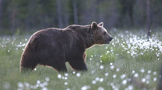 Forskning: Brunbjørn.
