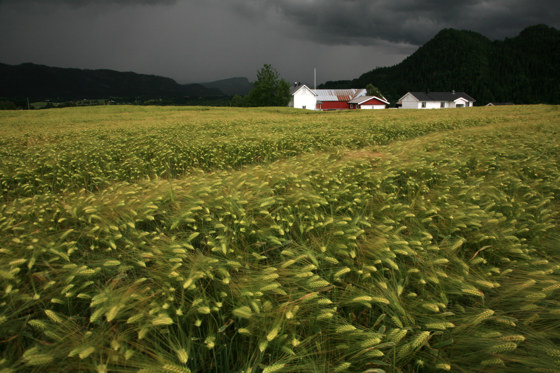 Satsing på fjellandbruket i regionen har bidratt til optimisme og nye arbeidsplasser. 