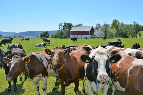 Verdiskapinga til trøndersk melkeproduksjon utgjør 1,7 milliarder kroner. 