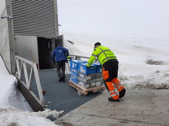 Despite the ongoing pandemic, seven gene banks from five continents have sent 85 boxes containing 30,410 new seed bags to Svalbard this week for safe storage. The shipment included new seed samples of more than 50 vegetable species.