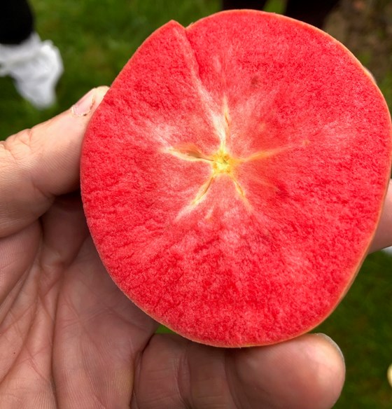 Eplet har fruktkjøtt som er gjennomfarga raudt, og ser ut til å kombinere dette med god fruktstorleik og avling.