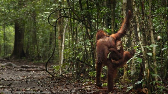 Orangutang i regnskog