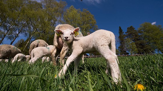 Lambs on pasture.