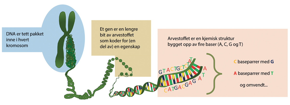 Figur 4.1 Arvestoffets oppbygning er kompleks, og inneholder utgangspunktet for de funksjonelle egenskapene til en organisme, kodet i gener. På detaljnivå er arvestoffet bygget opp av fire baser, og det er den spesifikke rekkefølgen av baser i et gen som utgjø...