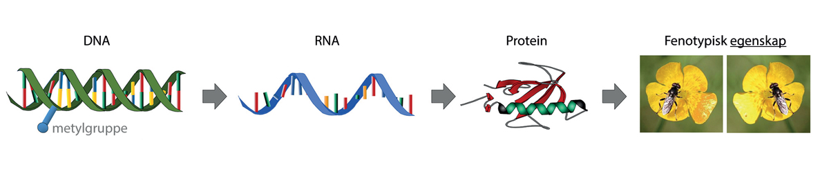 Figur 4.2 Fra DNA og gen til egenskap i organismen. I cellene avleses DNA til RNA, som ligner, men strukturelt er noe forskjellig fra DNA. En bestemt type av RNA (mRNA) avleses og oversettes videre til aminosyrekjeder som danner proteiner gjennom komplekse kob...