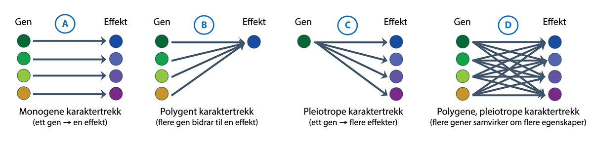 Figur 4.3 En genetisk kodet funksjonell egenskap i en organisme påvirkes i noen tilfeller av et enkelt gen (monogen effekt), og i andre av flere gener (polygen effekt). På samme måte kan et gen i noen tilfeller påvirke bare en kjent egenskap og i andre tilfell...