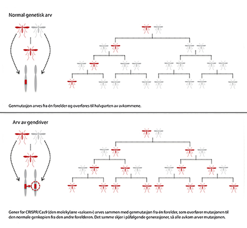 Figur 4.4 Ved bruk av gendriver overstyres arvelovene. Nær alle individer i en populasjon kan få ønsket egenskap etter noen generasjoner (figur gjengitt med tillatelse fra Bioteknologirådet).