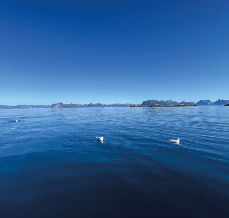 Rolig hav med tre måker flytende på vannoverflate under klar blå himmel. Fjellet og øyer vises i horisonten, noe som gir en fredelig og naturlig kystlandskap.