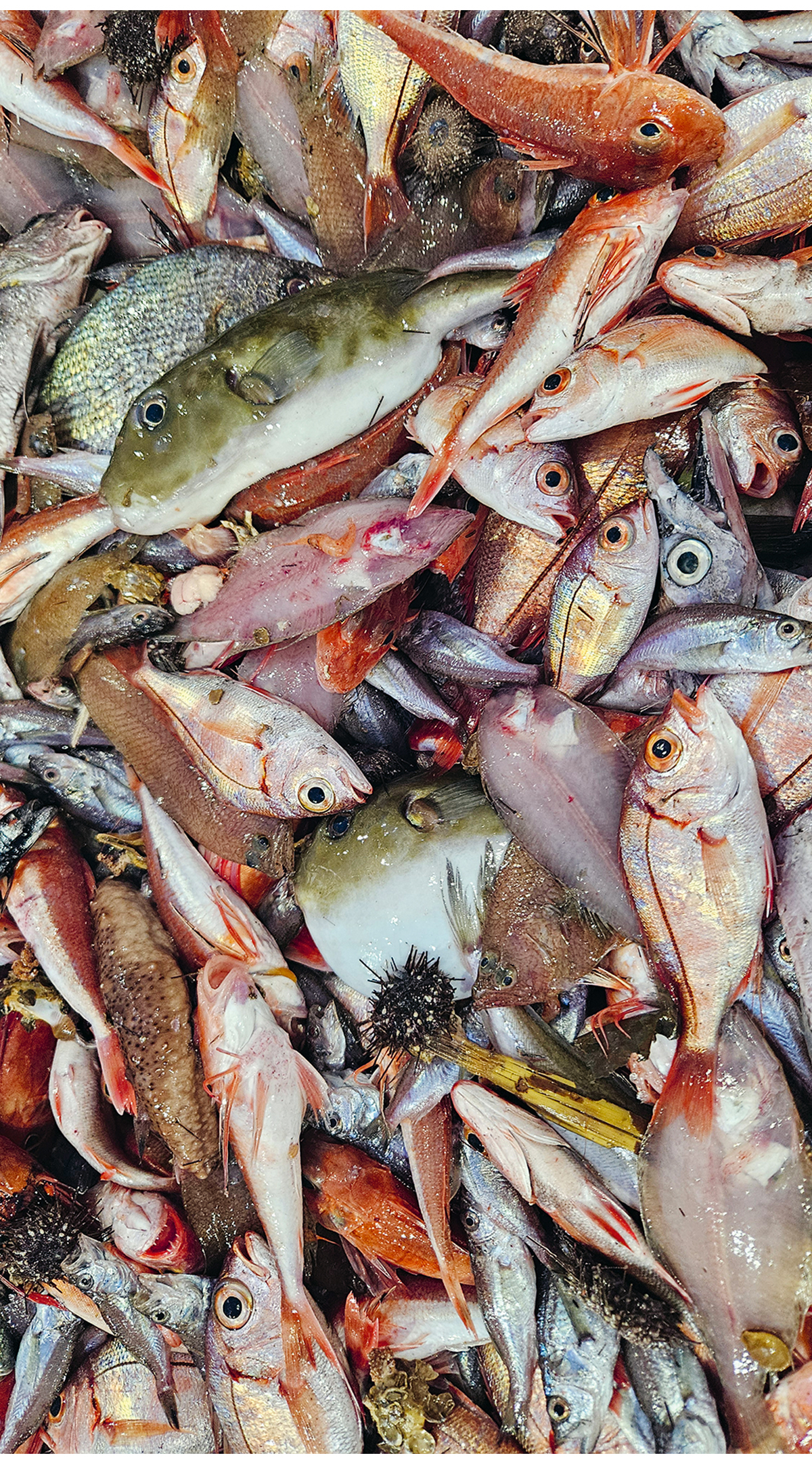 Figur 2.10 Stor artsrikdom i fangst utanfor Angola.